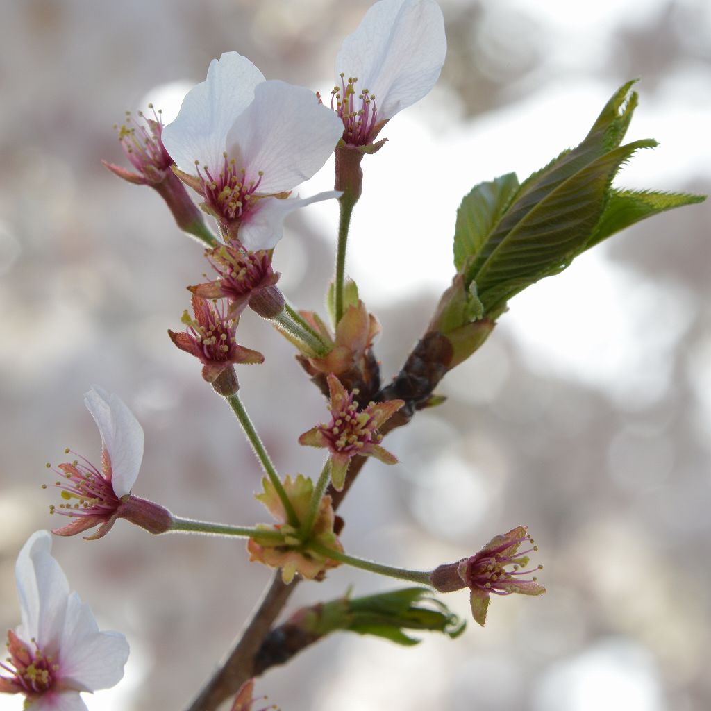 桜の花