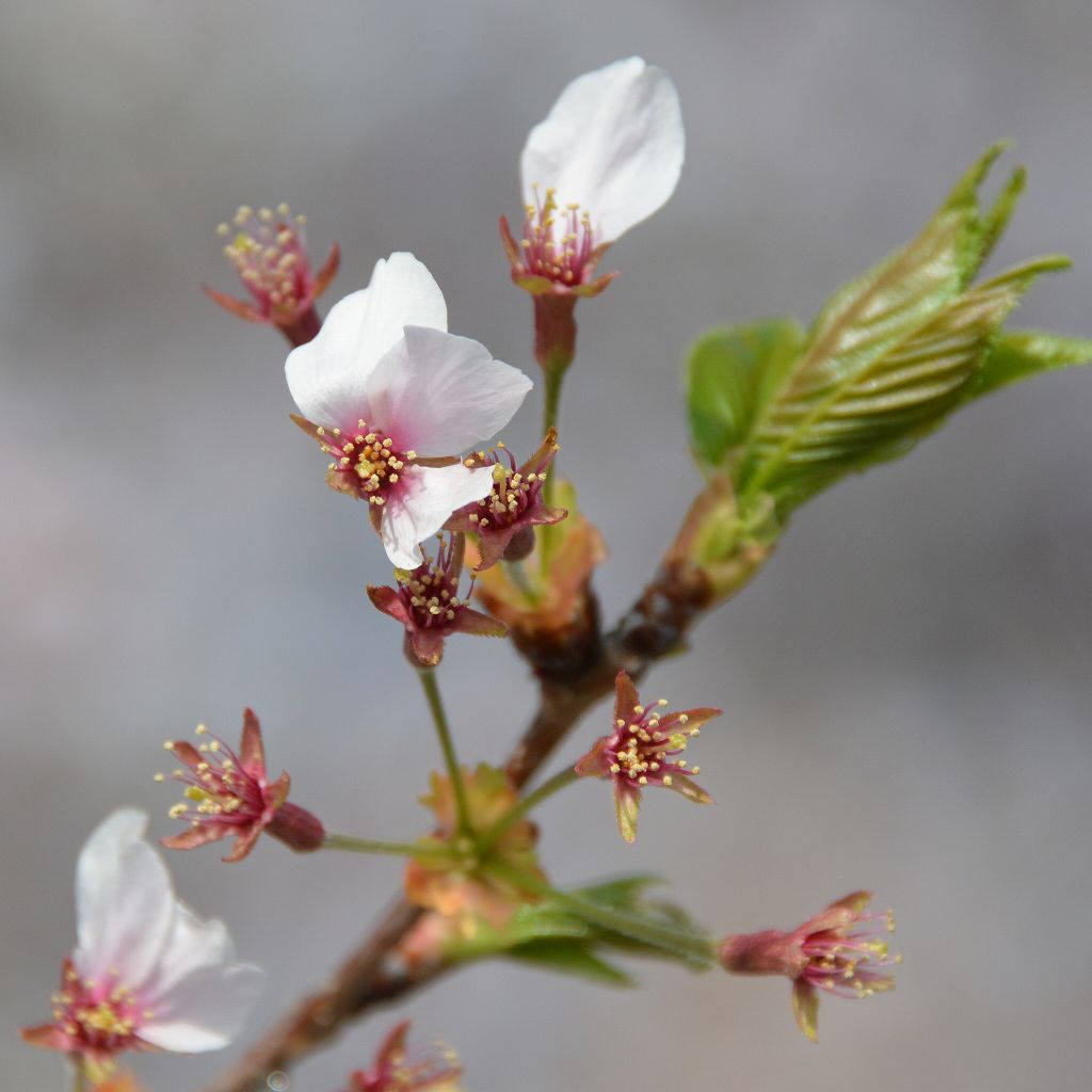 桜の花