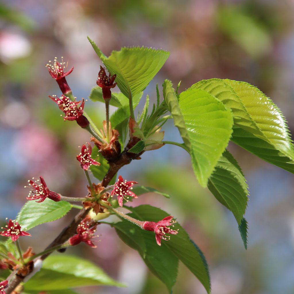 桜の花